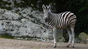 Die Chapman-Zebrastuten bekommen Gesellschaft: Heute zieht ein junger Zebrahengst aus dem Serengeti-Park ein. Die Chapman-Zebrastuten bekommen Gesellschaft: Heute zieht ein junger Zebrahengst aus dem Serengeti-Park ein.