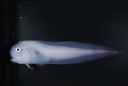 Ein Scheibenbauchfisch aus dem Marianengraben. Er h&auml;lt mit 8178 Metern den Tiefenweltrekord bei den Fischen.