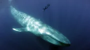 In den Gewässern vor San Diego taucht alljährlich das größte Tier auf, das jemals auf der Erde gelebt hat. Der Blauwal. Knapp 30 Meter lang und 200 Tonnen schwer. In den Gewässern vor San Diego taucht alljährlich das größte Tier auf, das jemals auf der Erde gelebt hat. Der Blauwal. Knapp 30 Meter lang und 200 Tonnen schwer.