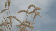 Im Juli ist der Winterweizen in der Magdeburger Börde bereit zur Ernte. Im Juli ist der Winterweizen in der Magdeburger Börde bereit zur Ernte.