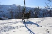 Schwedens König der Wälder: der Elch ein Studienprojekt in Lappland.