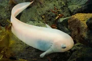 Ein Scheibenbauchfisch aus dem Marianengraben. Er h&auml;lt mit 8178 Metern den Tiefenweltrekord bei den Fischen.