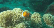 Der kleine Clownfisch, bekannt aus dem Hollywood-Blockbuster "Findet Nemo" lebt in einer ungew&ouml;hnlichen Partnerschaft mit Seeanemonen.