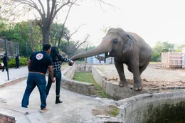 Um eine Bindung zu Kaavan aufzubauen, hilft Cher (vorne m.) Dr. Amir Kahlil (vorne l.), den Elefanten Kaavan im Zoo von Islamabad zu f&uuml;ttern.