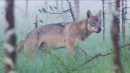 A wolf