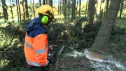 Dennis lernt, wie man einen Baum richtig f&auml;llt.