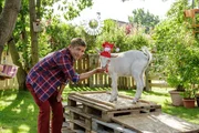 Fritz Fuchs (Guido Hammesfahr) hat das berühmte Maskottchen des FC Bärstadt zu Gast. Es ist Ziege Rosalie, auf die er besonders gut aufpassen muss. Fritz Fuchs (Guido Hammesfahr) hat das berühmte Maskottchen des FC Bärstadt zu Gast. Es ist Ziege Rosalie, auf die er besonders gut aufpassen muss.