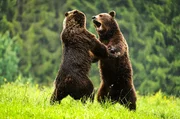 Zwei europäische Braunbären (Ursus arctos) kämpfen im Regen.