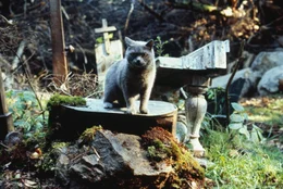 Judd und Creed begraben die Katze auf dem nahegelegenen alten Indianerfriedhof, doch schon am n&auml;chsten Tag taucht diese vor Creeds Haus wieder auf ...