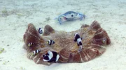 Eine k&uuml;nstliche Schwimmkrabbe spioniert mit ihrer Mundkamera Anemonenfische aus.