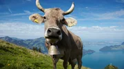 Milk Cow grazing peacfully and happy on the organic alpine meadows over the Lake Lucerne Milk Cow grazing peacfully and happy on the organic alpine meadows over the Lake Lucerne