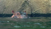Hippo Fiona swimming at Cincinnati Zoo & Botanical Garden.
