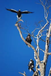Riesenseeadler im Wakanai-Nationalpark auf Hokkaido.