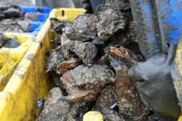 oysters