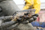 oysters