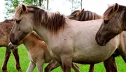Die Konik Wildpferde am Pape-See in Lettland verbringen das ganze Jahr im Freien. Die Konik Wildpferde am Pape-See in Lettland verbringen das ganze Jahr im Freien.