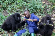 Affenpfleger André Bauma auf dem Weg, um für die vier Gorilla-Handaufzuchten des Virunga-Nationalparks Spielzeug aus Bambusrohren zu basteln. Spannend für alle ist, wie die Gorillas auf das neue Spielzeug reagieren?