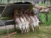 Babyboom auf dem Schaubauernhof: Nahezu t&auml;glich kommen jetzt Ziegen- und Schafl&auml;mmer zur Welt. Tierpflegerin Bettina schaut regelm&auml;&szlig;ig nach den Kleinen - und hat dann das Gl&uuml;ck, live bei einer Geburt dabei zu sein. Die Zwergziegen beim Fressen.