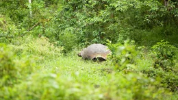 Schildkr&ouml;te
