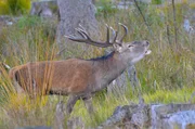 Ein Rothirsch im Bayerischen Wald. Mitte September ist Brunftzeit, dann suchen sich die stattlichen M&auml;nnchen Hirschk&uuml;he zur Paarung. Weithin h&ouml;rbar ist dann das laute R&ouml;hren, mit dem die Bullen auf sich aufmerksam machen.