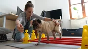 Training f&uuml;r ein schmerzfreieres Leben: Daniela Raila hat sich bei der Physiotherapie einige &Uuml;bungen f&uuml;r ihren Mops abgeschaut.