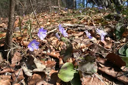 Leberbl&uuml;mchen.