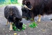 Das Moschusochsenkalb Quengel mit Mutter Momsel im Tierpark Berlin. Das Moschusochsenkalb Quengel mit Mutter Momsel im Tierpark Berlin.
