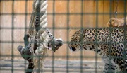 Javaleoparden-Junge Pelangi und Mutter Sinta im Tierpark Berlin. Javaleoparden-Junge Pelangi und Mutter Sinta im Tierpark Berlin.