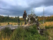 Seit sechs Jahren ist der Woife leidenschaftlicher Tierfotograf. Im Herbst möchte er die Brunft der Rothirsche in freier Wildbahn mit seiner Kamera festhalten. Einen geeigneten Aussichtsplatz hat er bereits gefunden. Seit sechs Jahren ist der Woife leidenschaftlicher Tierfotograf. Im Herbst möchte er die Brunft der Rothirsche in freier Wildbahn mit seiner Kamera festhalten. Einen geeigneten Aussichtsplatz hat er bereits gefunden.