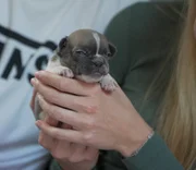 Durch eine l&auml;ngere Schnauze sollen die Bulldoggen von Jasmin Scholz-Helms freier atmen k&ouml;nnen - die ist schon im Welpenalter zu erkennen.