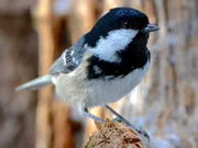 Aber es darf auch kleiner sein: Waldv&ouml;gel wie die Tannenmeise, die kleinste aller Meisenarten, geh&ouml;ren zu Woifes Lieblingsmotiven.