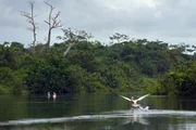 Pelikane am Akaka-Fluss im Loango Nationalpark