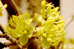 Bl&uuml;ten des Dirndlstrauches.