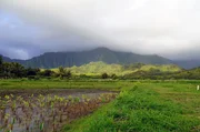 Taro-Feld im Angesicht der Ko'olau-Berge: Der Anbau der knollenartigen Nutzpflanze hat auf Hawai'i eine lange Tradition.