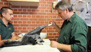 Zoo Berlin Reviertierpfleger Thomas Messinger und Tierpfleger Steffen Ernst füttern die junge Ameisenbärin Evita. Zoo Berlin Reviertierpfleger Thomas Messinger und Tierpfleger Steffen Ernst füttern die junge Ameisenbärin Evita.