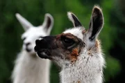 Recht widerspenstig verhalten sich auch die beiden Jungtiere von Lama-Mutter Zilona und Alpaka-Mama Bella. Ihre beiden Töchter Schlappi und Bessi sollen lernen, an der Leine durch den Tierpark Berlin zu spazieren. Recht widerspenstig verhalten sich auch die beiden Jungtiere von Lama-Mutter Zilona und Alpaka-Mama Bella. Ihre beiden Töchter Schlappi und Bessi sollen lernen, an der Leine durch den Tierpark Berlin zu spazieren.