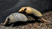Weißborstengürteltier Oskar (re.) mit Artgenossin im Zoo Berlin Weißborstengürteltier Oskar (re.) mit Artgenossin im Zoo Berlin