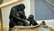 Bonobo-Weibchen Opala und Nachwuchs. Bonobo-Weibchen Opala und Nachwuchs.