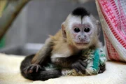 Das Kapuzineräffchen Sina im Zoo Berlin.