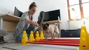 Training f&uuml;r ein schmerzfreieres Leben: Daniela Raila hat sich bei der Physiotherapie einige &Uuml;bungen f&uuml;r ihren Mops abgeschaut.