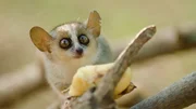 Cute reddish-gray mouse lemur, Microcebus griseorufus, feeding on banana
