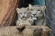 Schneeleopardin Maja ist zum ersten Mal Mutter geworden. Die sieben Wochen alten Zwillingsmädchen sind ein bedeutender Zuchterfolg für den Tierpark Berlin. Maja lässt die Pfleger allerdings nur ungern an ihren Nachwuchs heran. Schneeleopardin Maja ist zum ersten Mal Mutter geworden. Die sieben Wochen alten Zwillingsmädchen sind ein bedeutender Zuchterfolg für den Tierpark Berlin. Maja lässt die Pfleger allerdings nur ungern an ihren Nachwuchs heran.