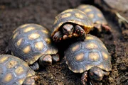 Köhlerschildkröten-Nachwuchs im Tierpark Berlin. Köhlerschildkröten-Nachwuchs im Tierpark Berlin.