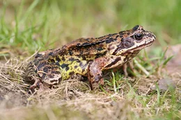 Grasfrosch.