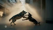 In einem großen, staubigen Innenraum mit hohen Decken und Lichtstrahlen in der Luft springt ein Wolf mit geöffnetem Maul aggressiv auf einen Hund zu. Der Hund trägt eine Weste mit der Aufschrift „Security“ und befindet sich ebenfalls im Sprung, als würde er den Wolf abwehren. Die Szene vermittelt Spannung und Konfrontation und stellt ein kraftvolles Bild von Schutz und Wildheit dar.