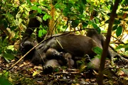 Erwachsener und Baby-Gorilla