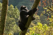Ein Gorilla in Bwindi, ein Nationalpark in Uganda und vorwiegend Lebensraum für Berggorillas