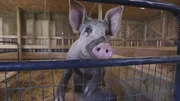 Pig rescue, Elsa in her stall at the Barn Sanctuary. Pig rescue, Elsa in her stall at the Barn Sanctuary.