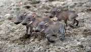Warzenschwein-Ferkel im Zoo Berlin Warzenschwein-Ferkel im Zoo Berlin