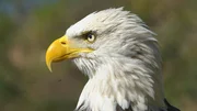 How are eagles so eagle‑eyed? Challenger the eagle from the American Eagle Foundation. How are eagles so eagle‑eyed? Challenger the eagle from the American Eagle Foundation.